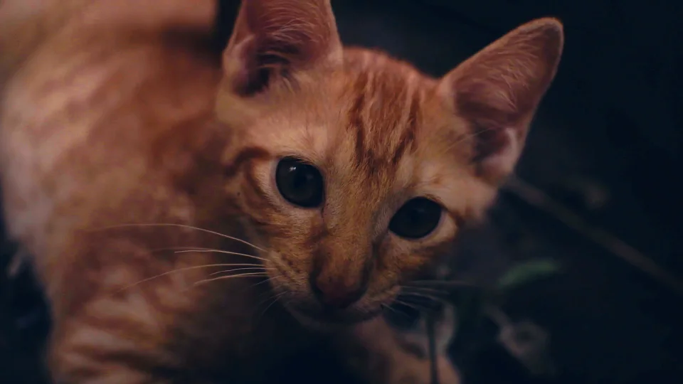 A ginger cat leaning in to inspect the camera