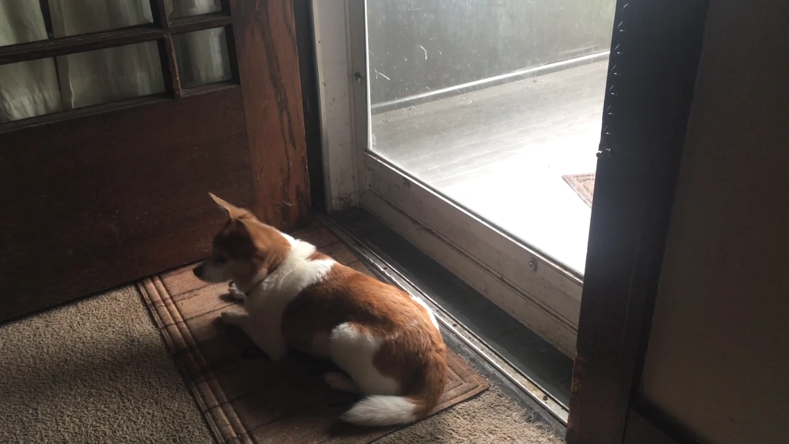A brown and white dog getting up to watch through a glass door, tail wagging